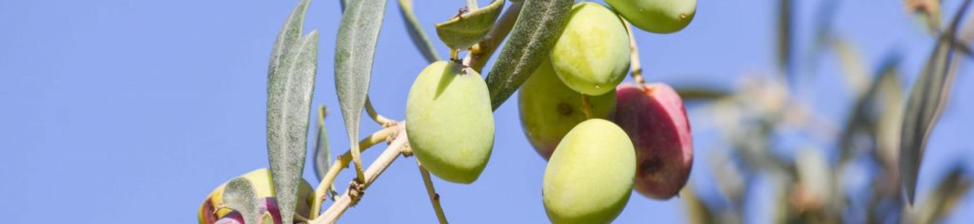Olives